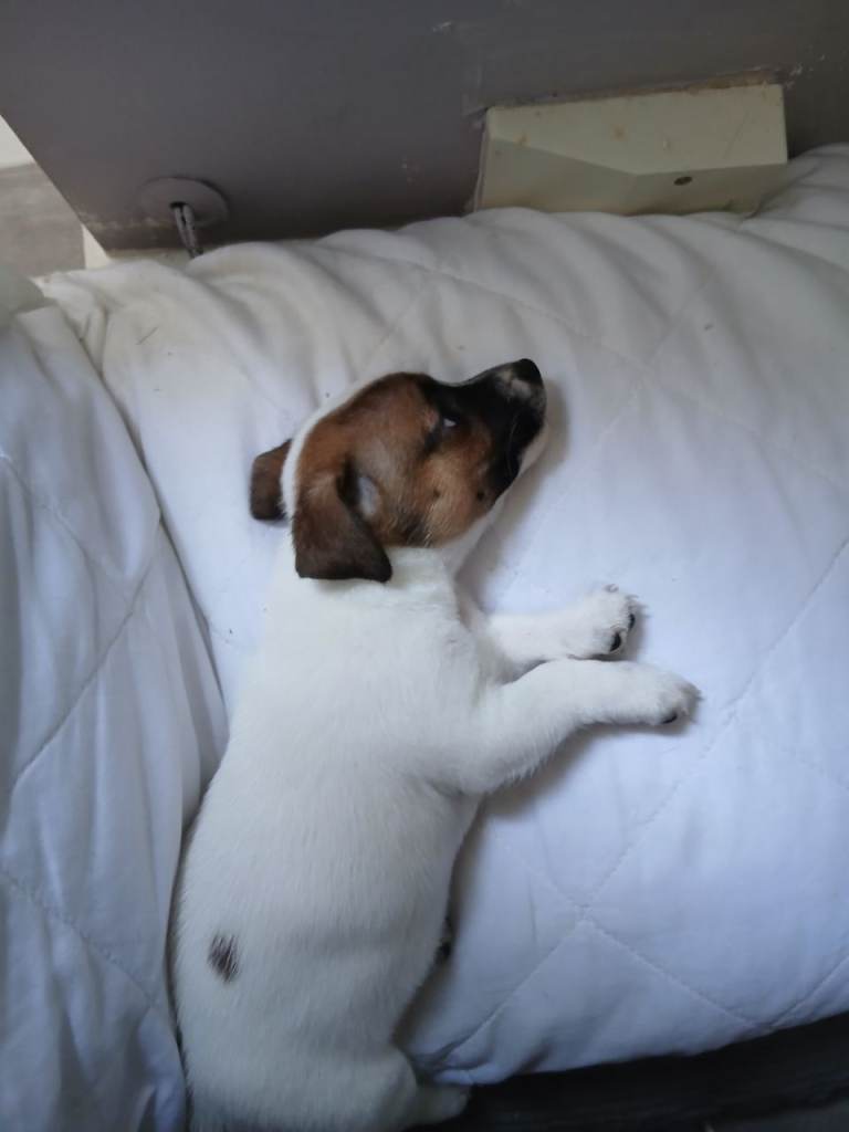 Jack Russell puppies 