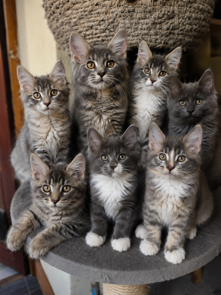 Beautiful Maine Coon Kittens