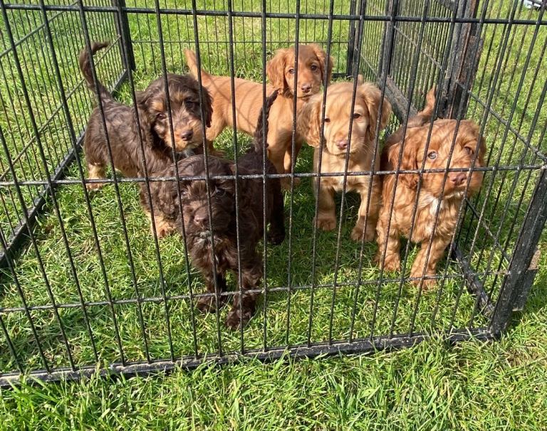 4 gorgeous cockapoo puppies still available 