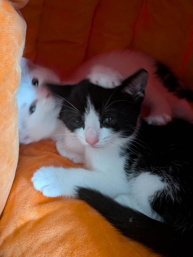 2 Brothers 
