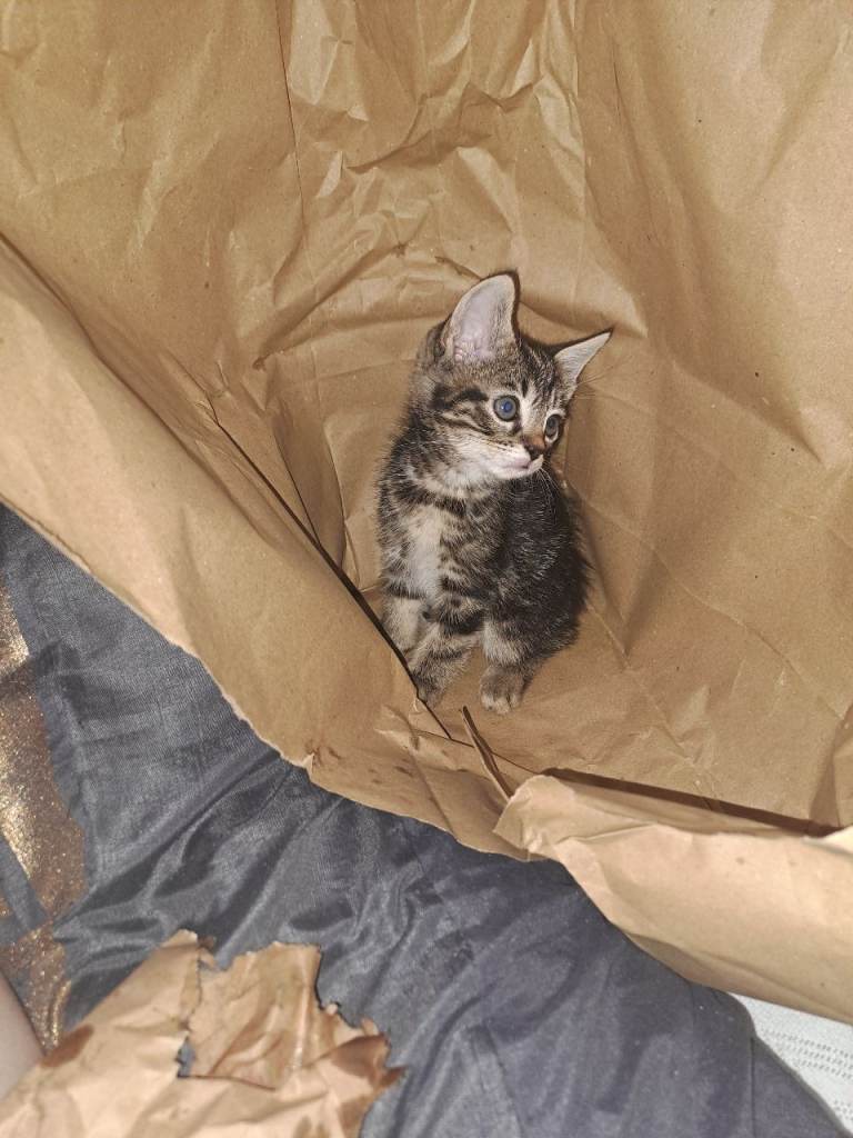 9 week old kittens need a loving home