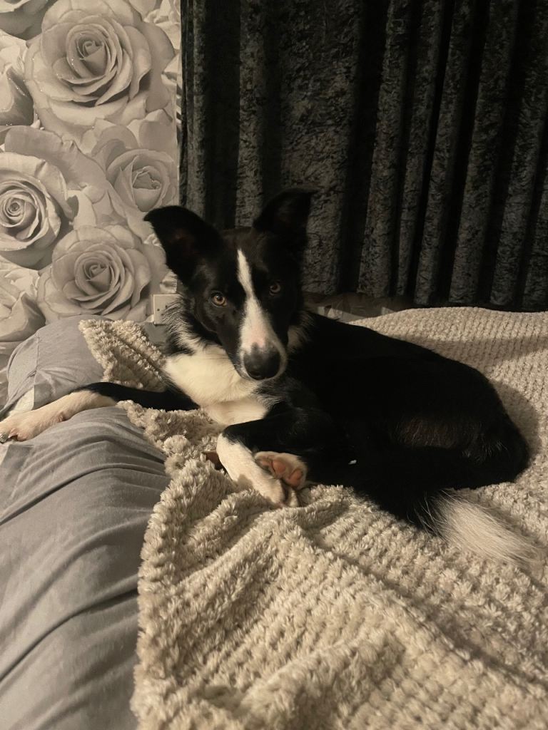 Female border collie 