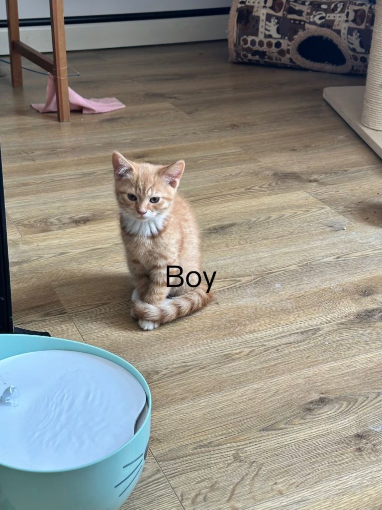 Lovely kittens ready to go 