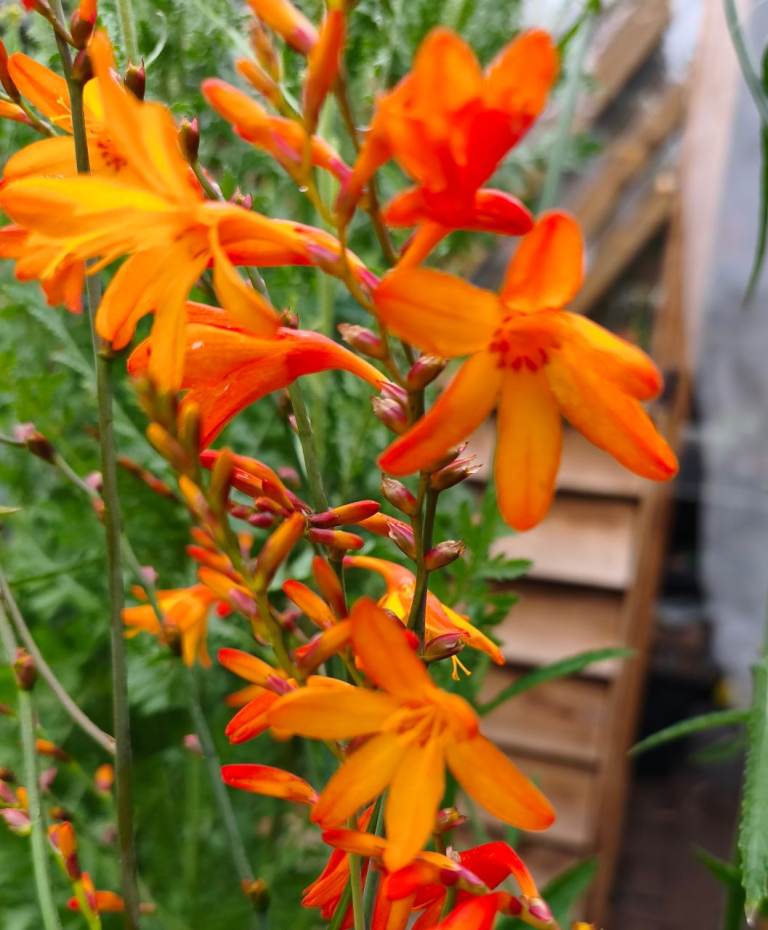  Vibrant Orange Crocosmia - Hardy Perennial