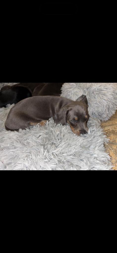 Miniature dachshund puppies