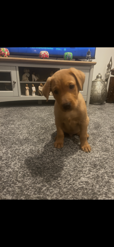 Labrador male puppie