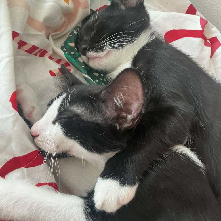 2 male tuxedo kittens 