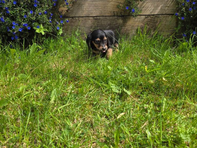 Long haired dachshunds 