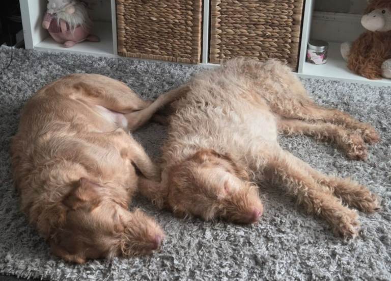 2 beautiful boys need rehoming 