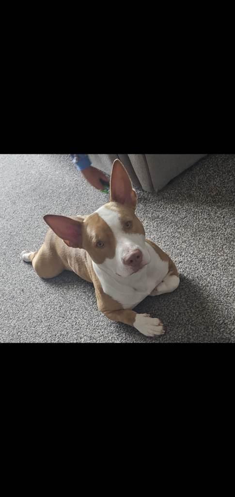 Staff x Jack Russell for sale