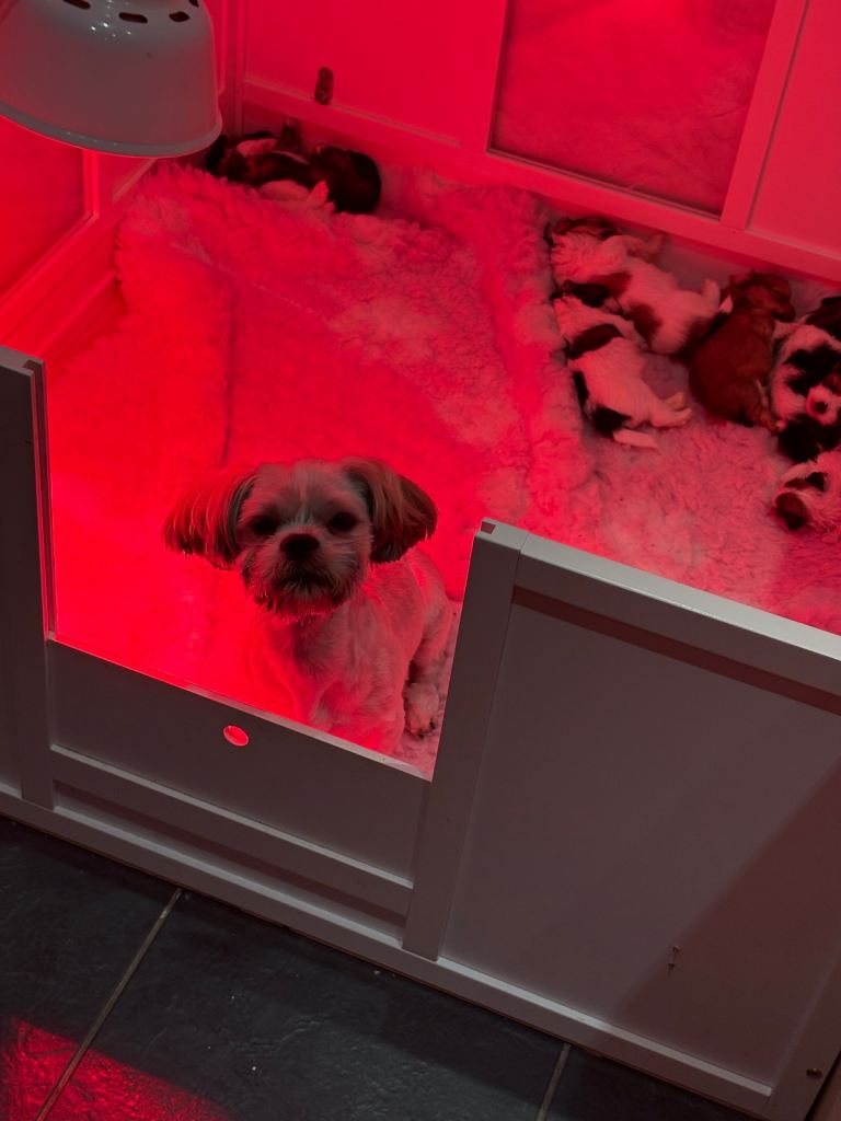 Lhasa pups , 2 boys available 