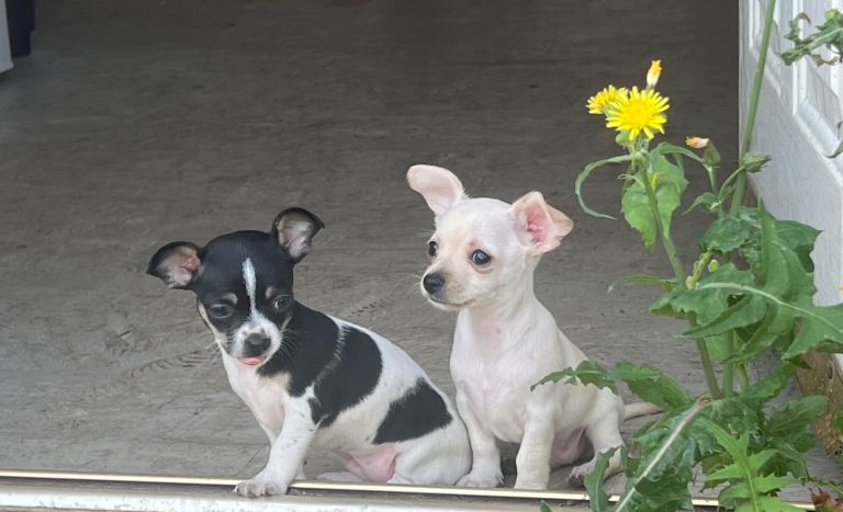 Stunning chihuahua 