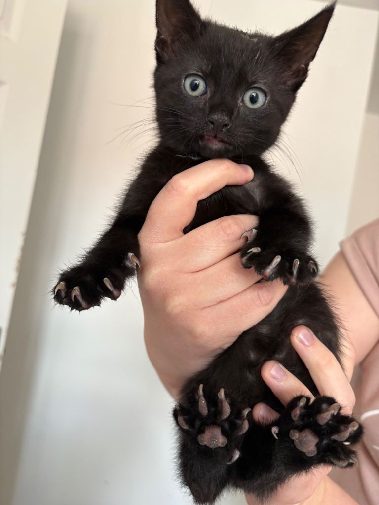 3x male kittens