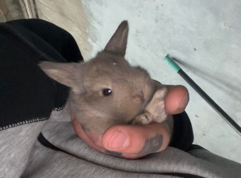 mini lops availbe