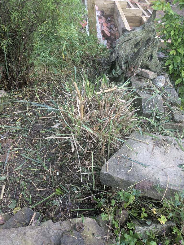 Pampas grass 