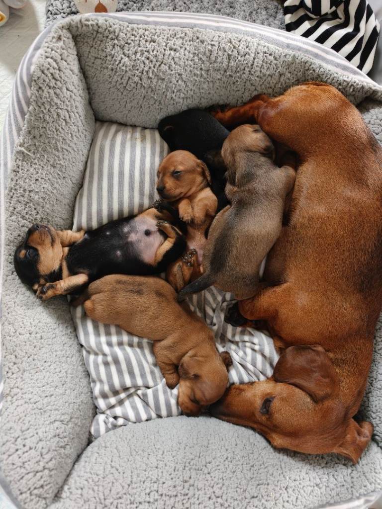 Miniature Dachshund Puppies