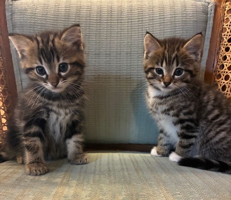 Bengal kittens 