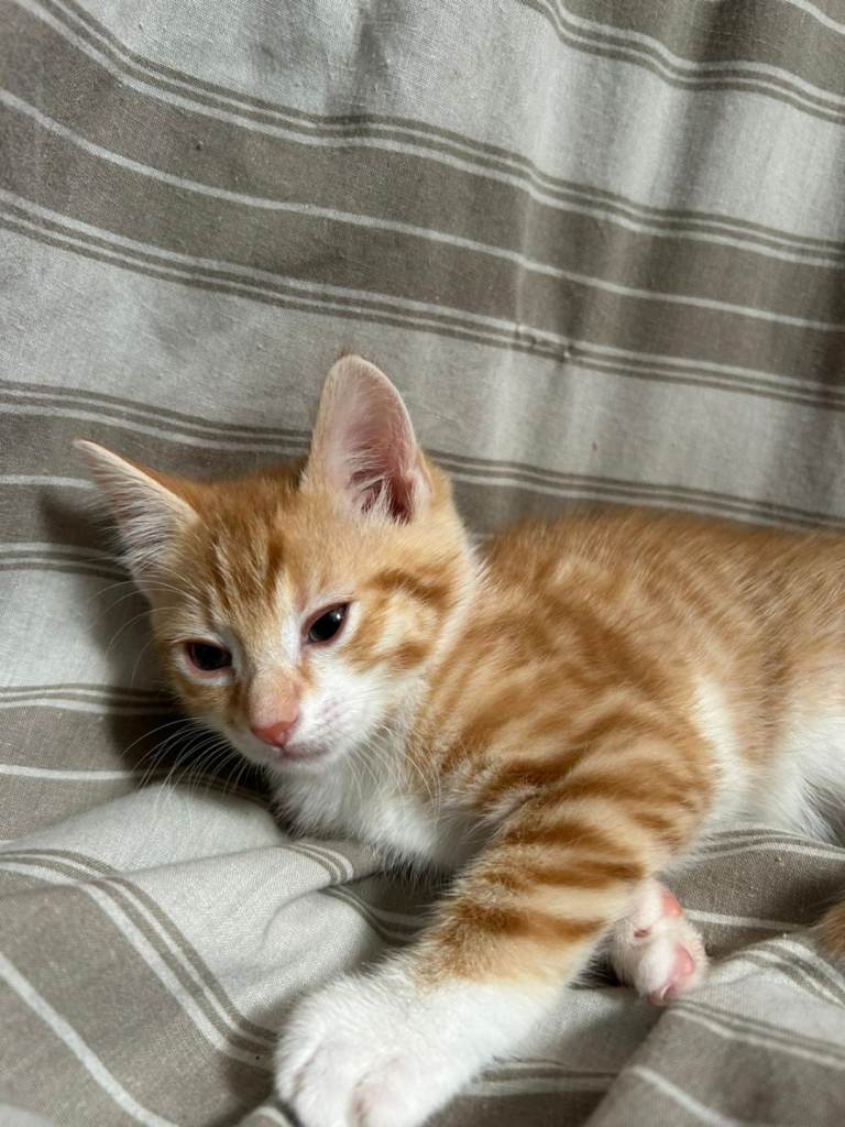 Kittens for sale