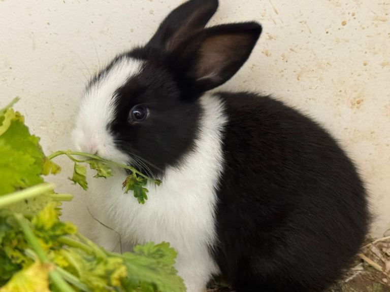Black and white baby rabbit with blue eyes 