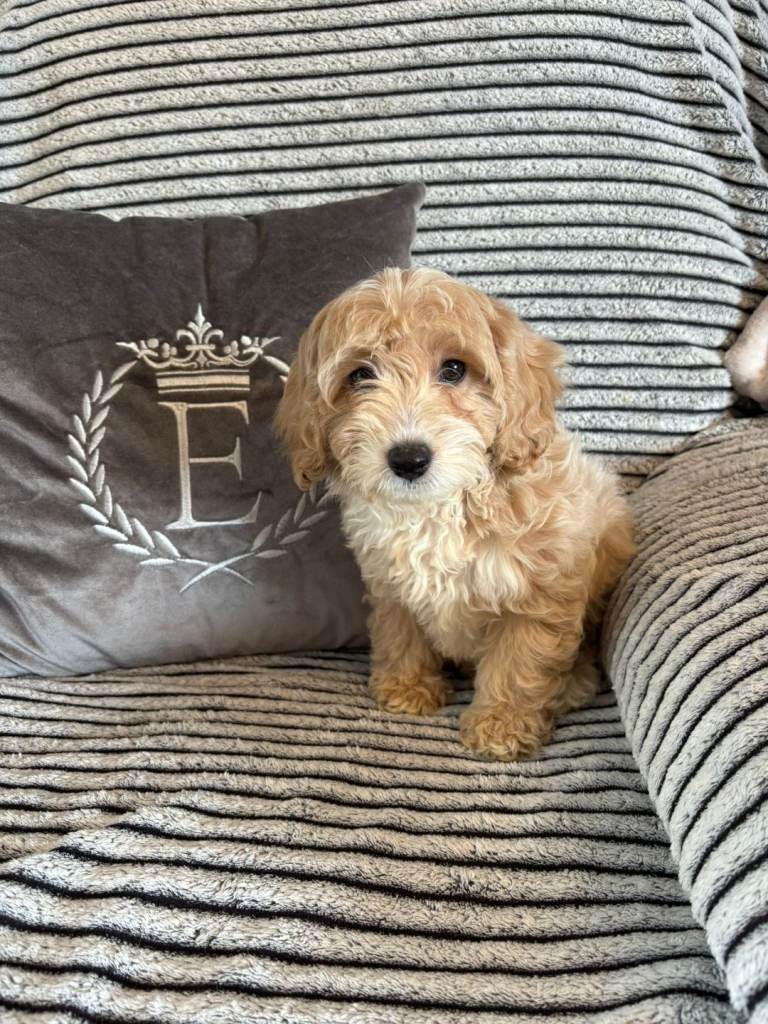 Cavachons