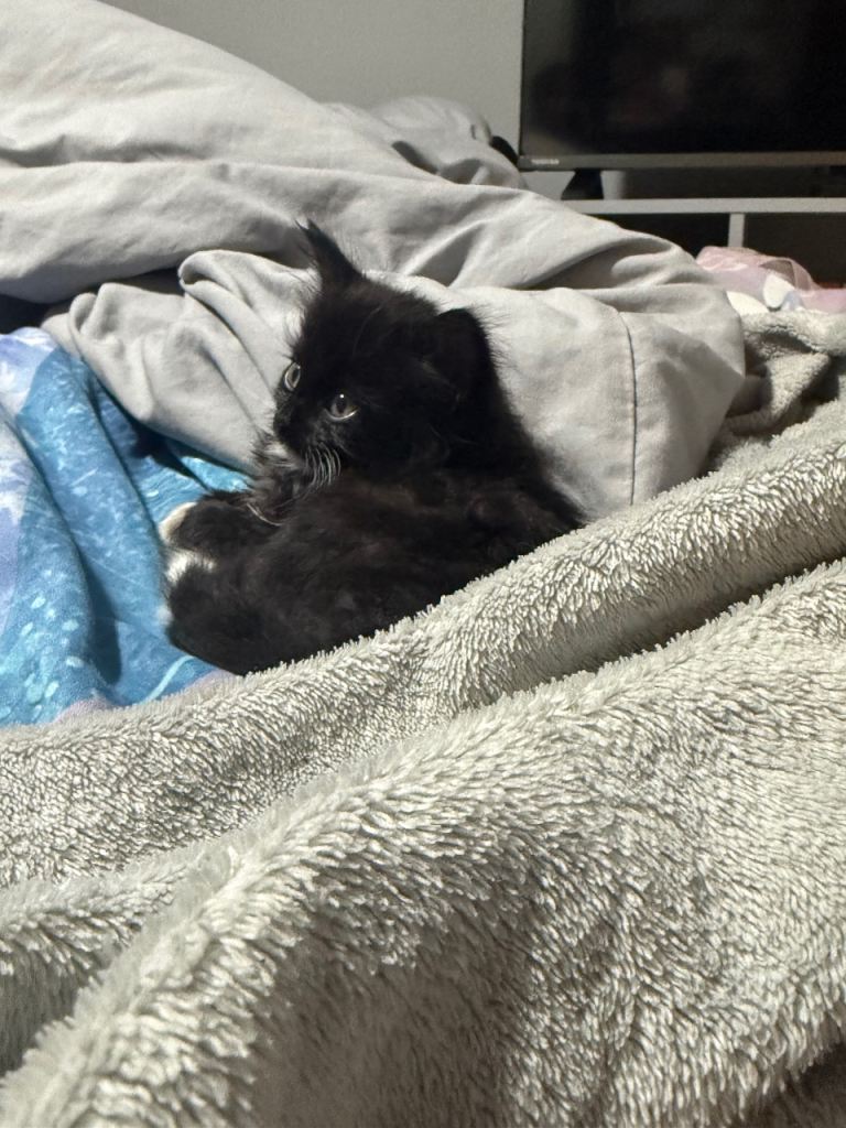 Need kitten gone ASAP (With Supplies check desc)