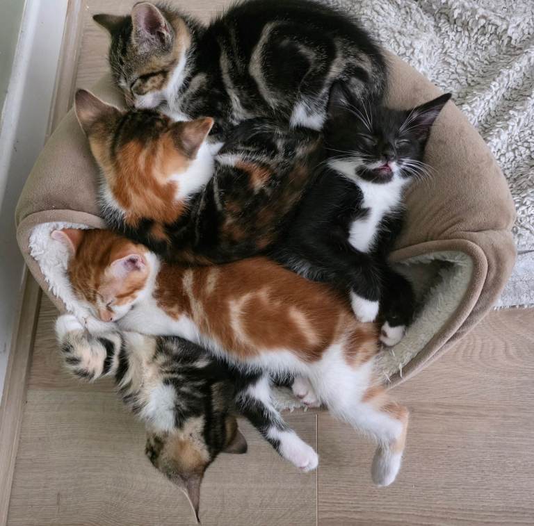 Mixed breed kittens