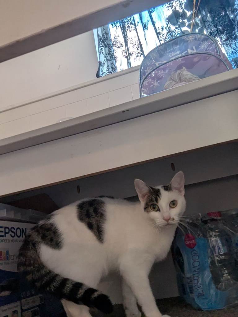 Cat free 