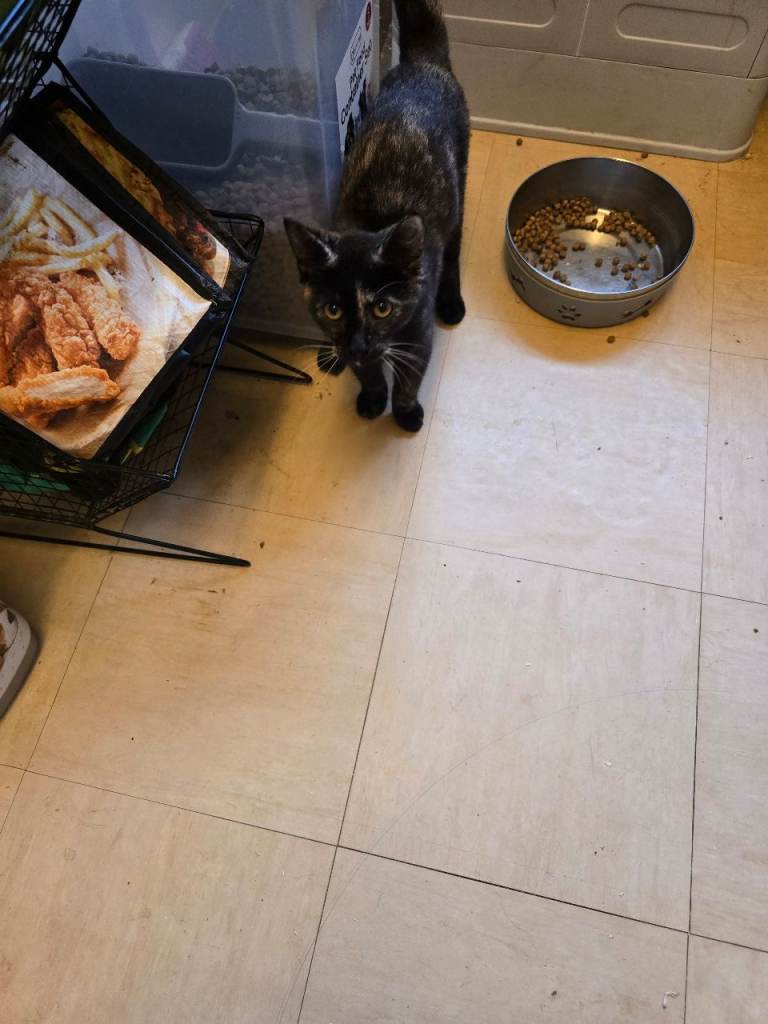 FEMALE KITTEN. 