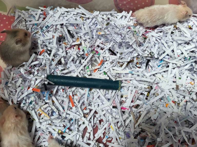 baby hamsters, syrians. lots of colours. £10  each.         
