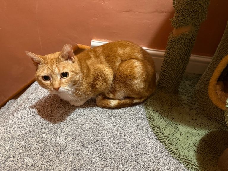 Female 4year old cat