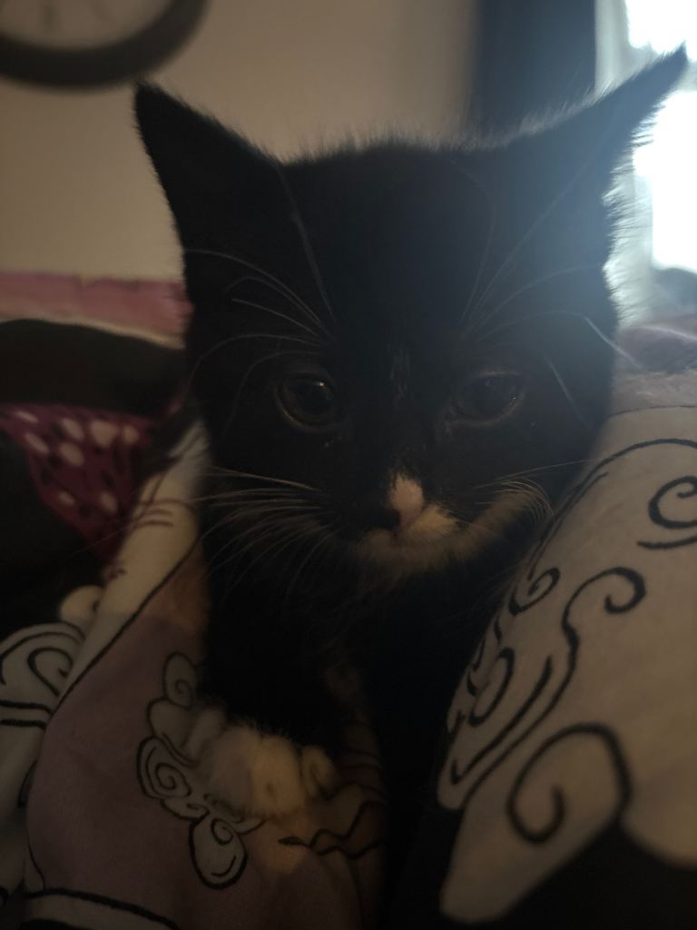 Tuxedo kittens 