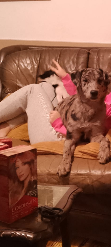 Six months old Labrador x girl 