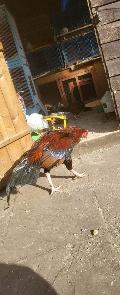 Assil mainwali murga 