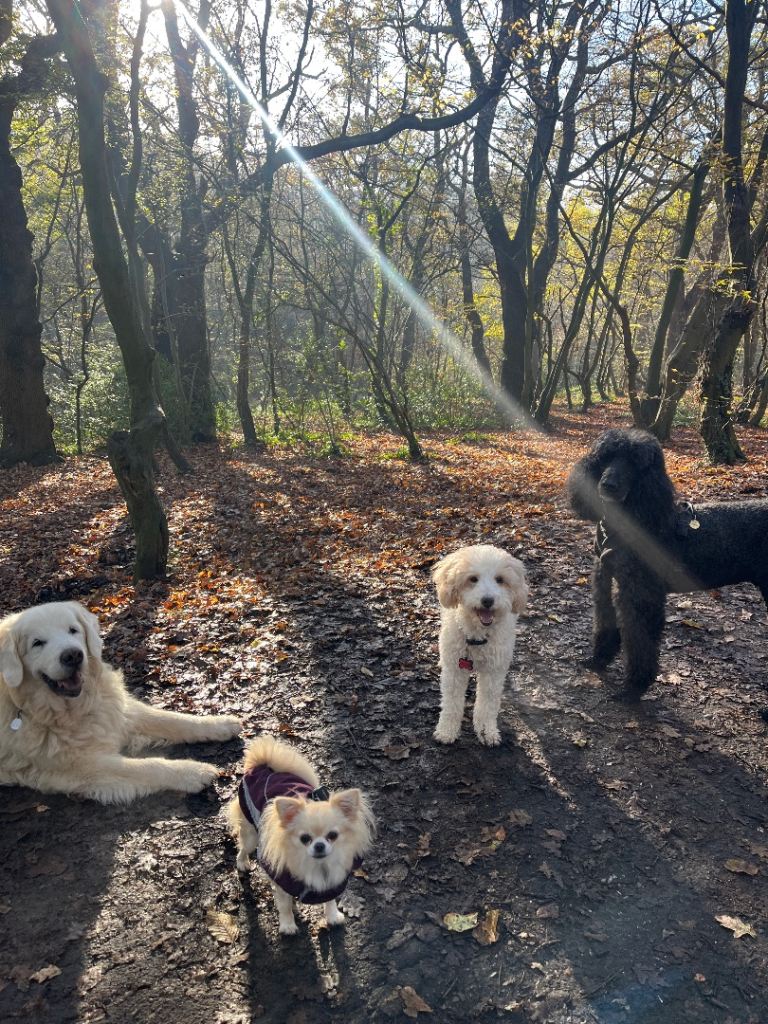 Dog walking Wakefield West Yorkshire