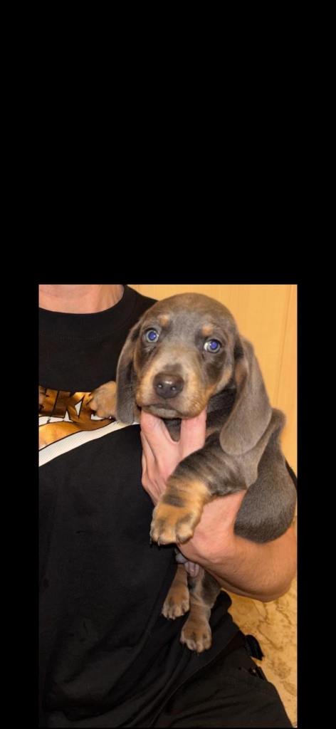 Miniature dachshund puppies