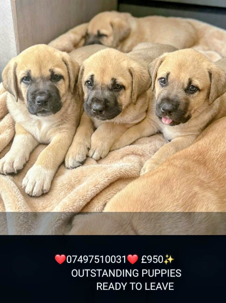  READY TO LEAVE. OUTSTANDING,  TURKISH KANGAL/ALAPAHA BLUE BLOOD BULLDOG
