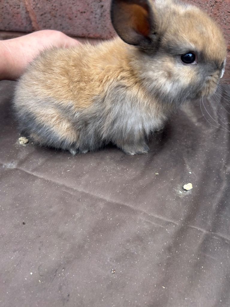 Baby rabbits