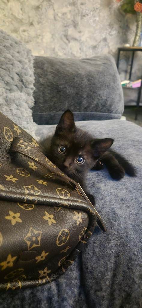3 beautiful black (with some markings) fluffy kittens