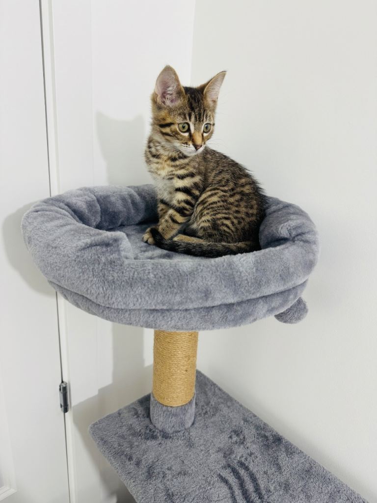 BENGAL KITTEN 