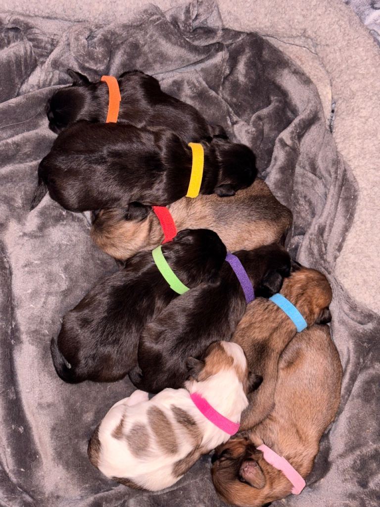 🐾Shih Tzu x Lhasa Apso (Shih Apso) puppies for sale 🐾