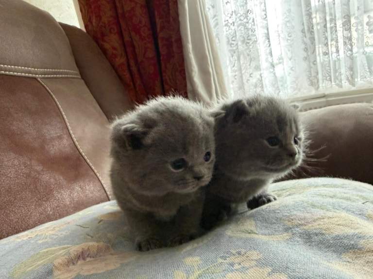 Gorgeous bsh kittens 5star home