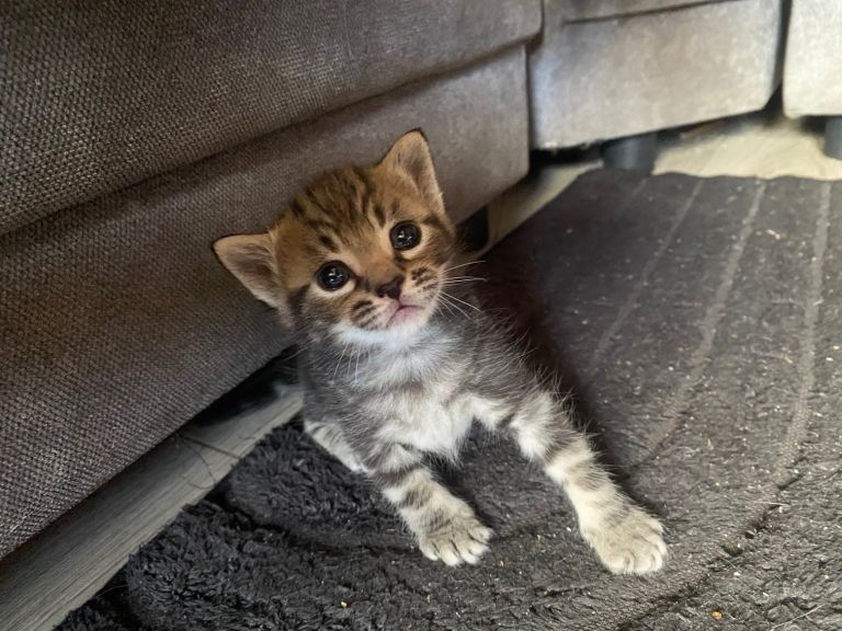 8 gorgeous kittens looking for forever homes 