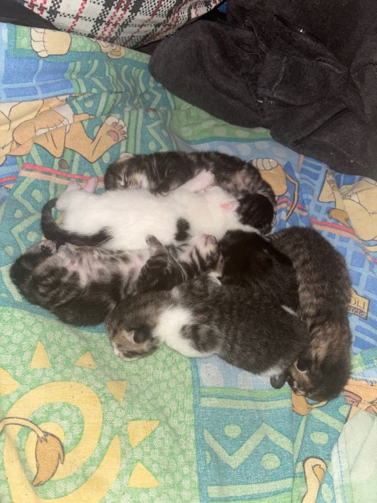 Kittens and a 3 month old