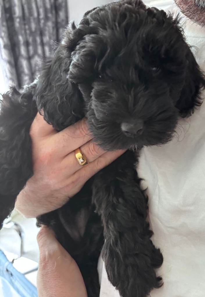 Ready-first and second vaccination incl and microchipped- Stunning Cockapoo pups