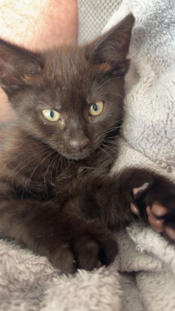 Male kitten