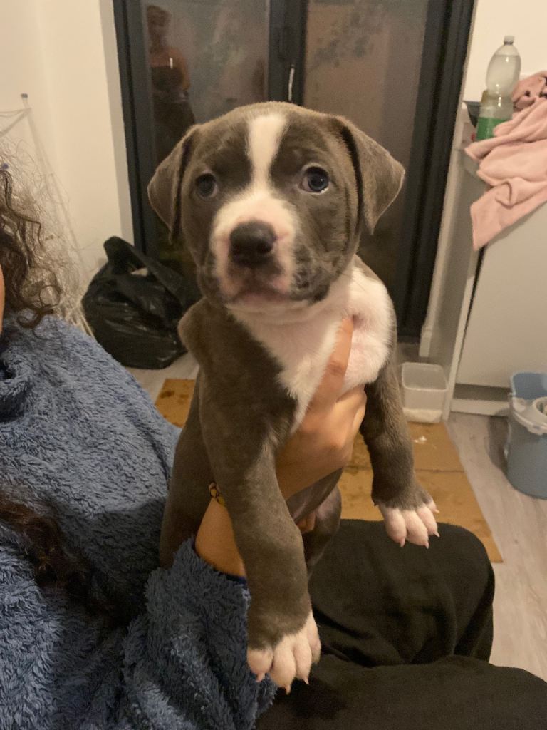 Beautiful Scott American Bulldog x Staffy