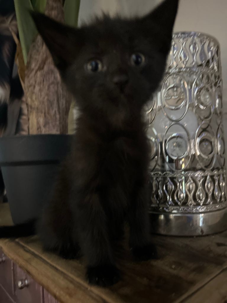 Kittens