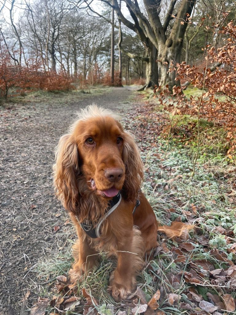 Kc registered Cocker Spaniel