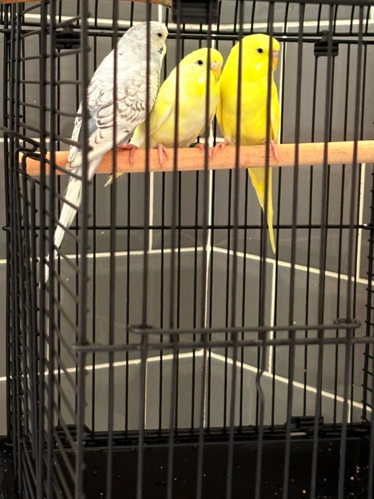 3 Baby Budgies with Cage, Food and Treats