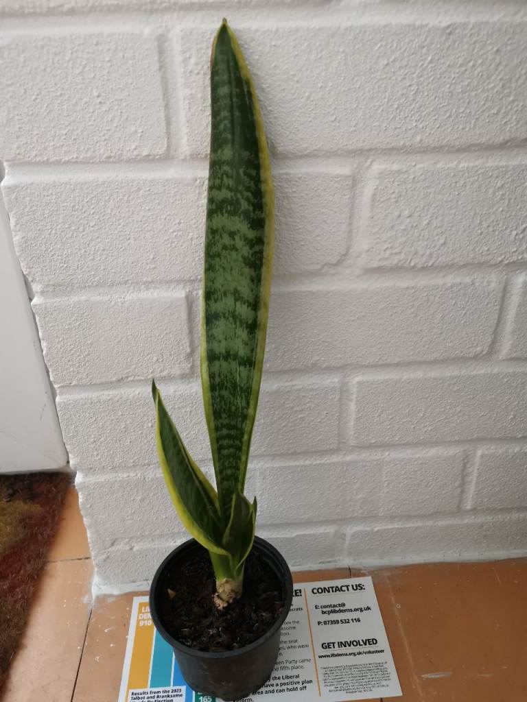 Snake plant 